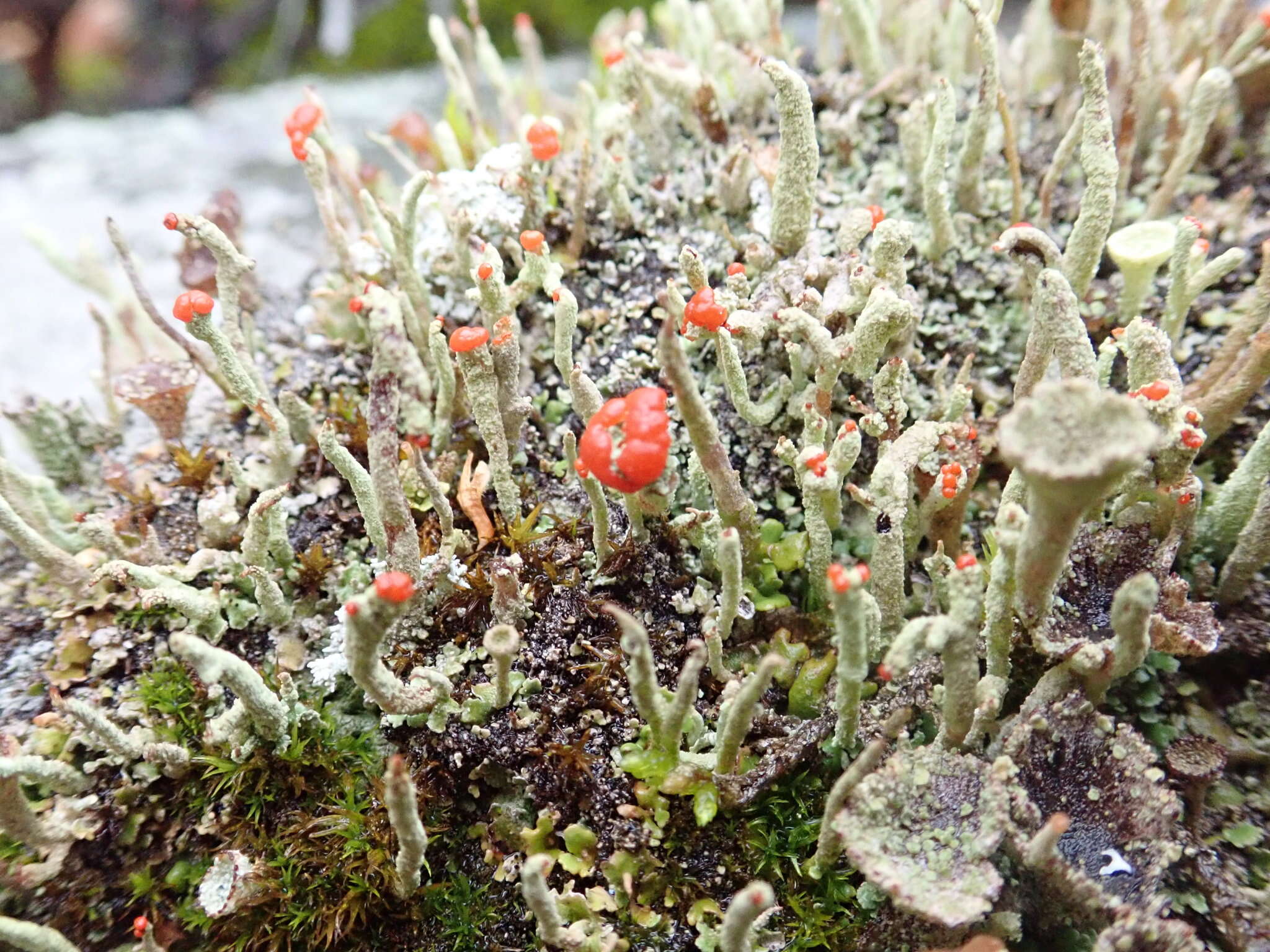 Image of Cladonia macilenta