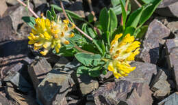 Слика од Anthyllis vulneraria L.