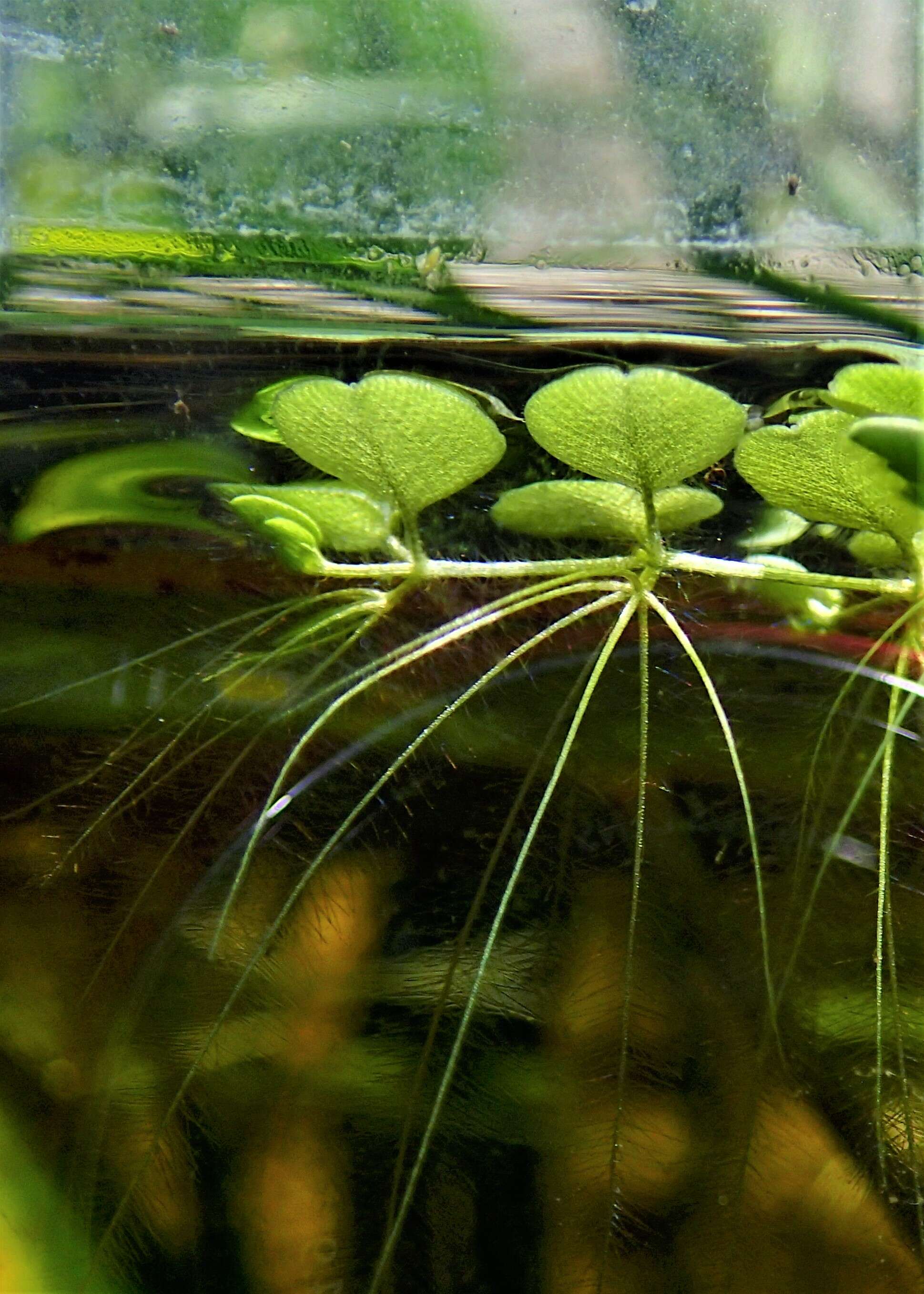 Image of water spangles
