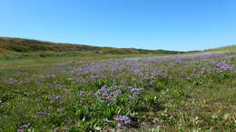 Image of Mediterranean sea lavender