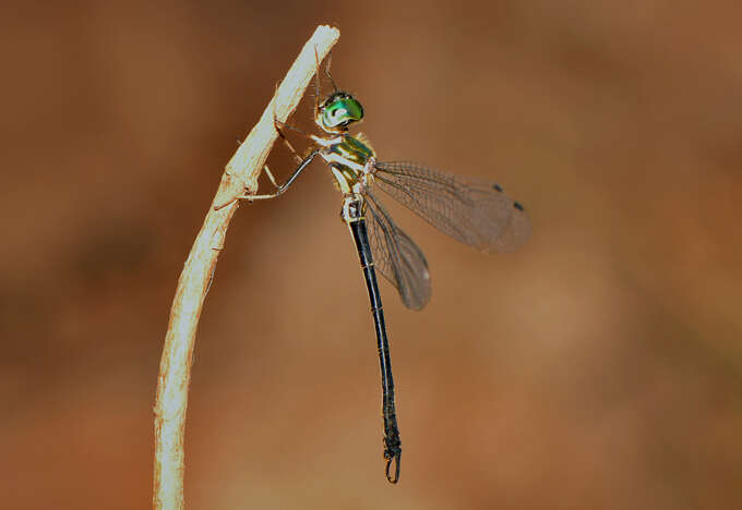 Image of Idionyx gomantakensis Subramanian, Rangnekar & Naik 2013