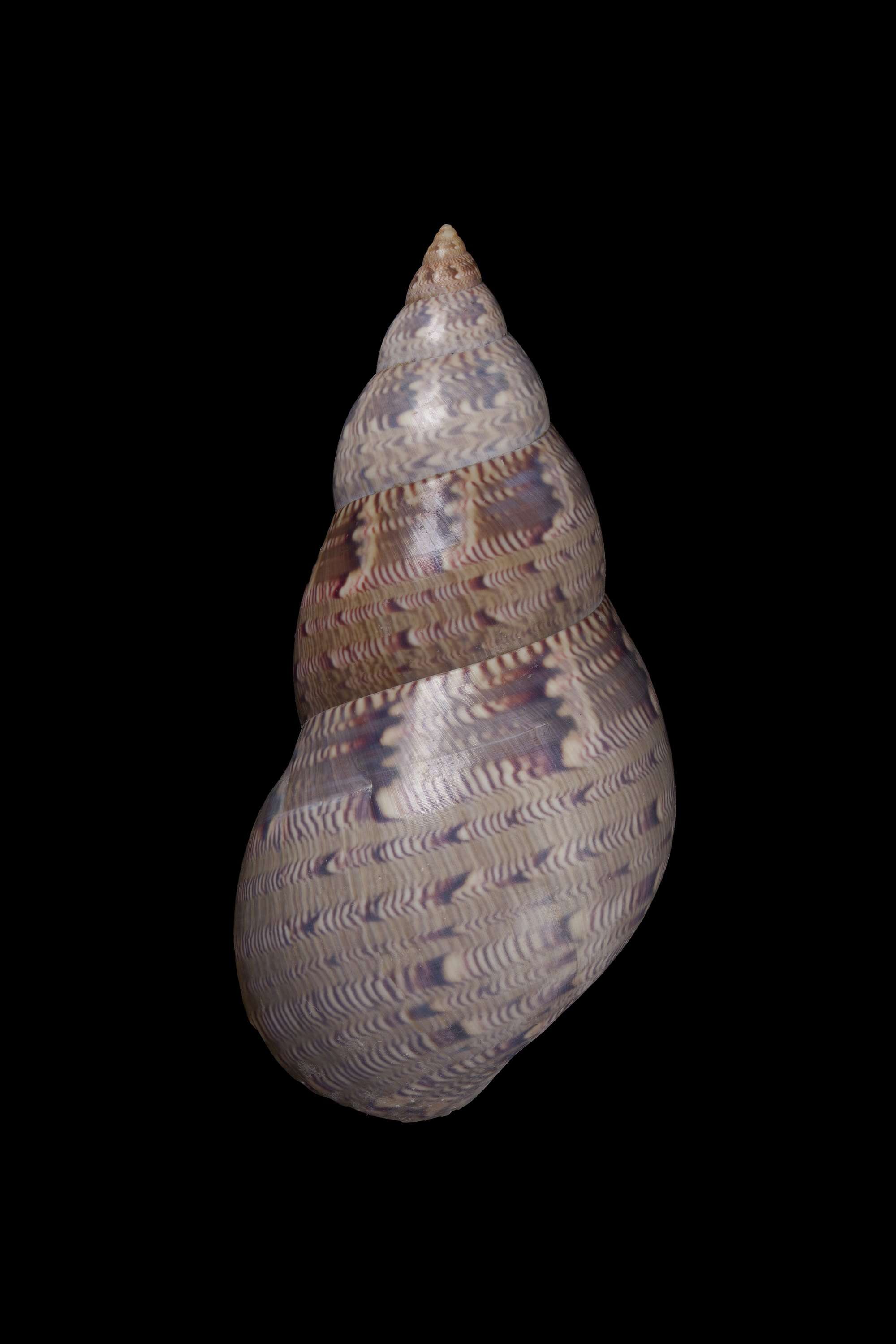 Image of Phasianellinae Swainson 1840