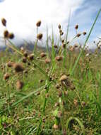 Image of Grass-Like Fimbristylis