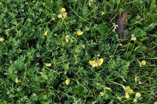 Image of Common Bird's-foot-trefoil