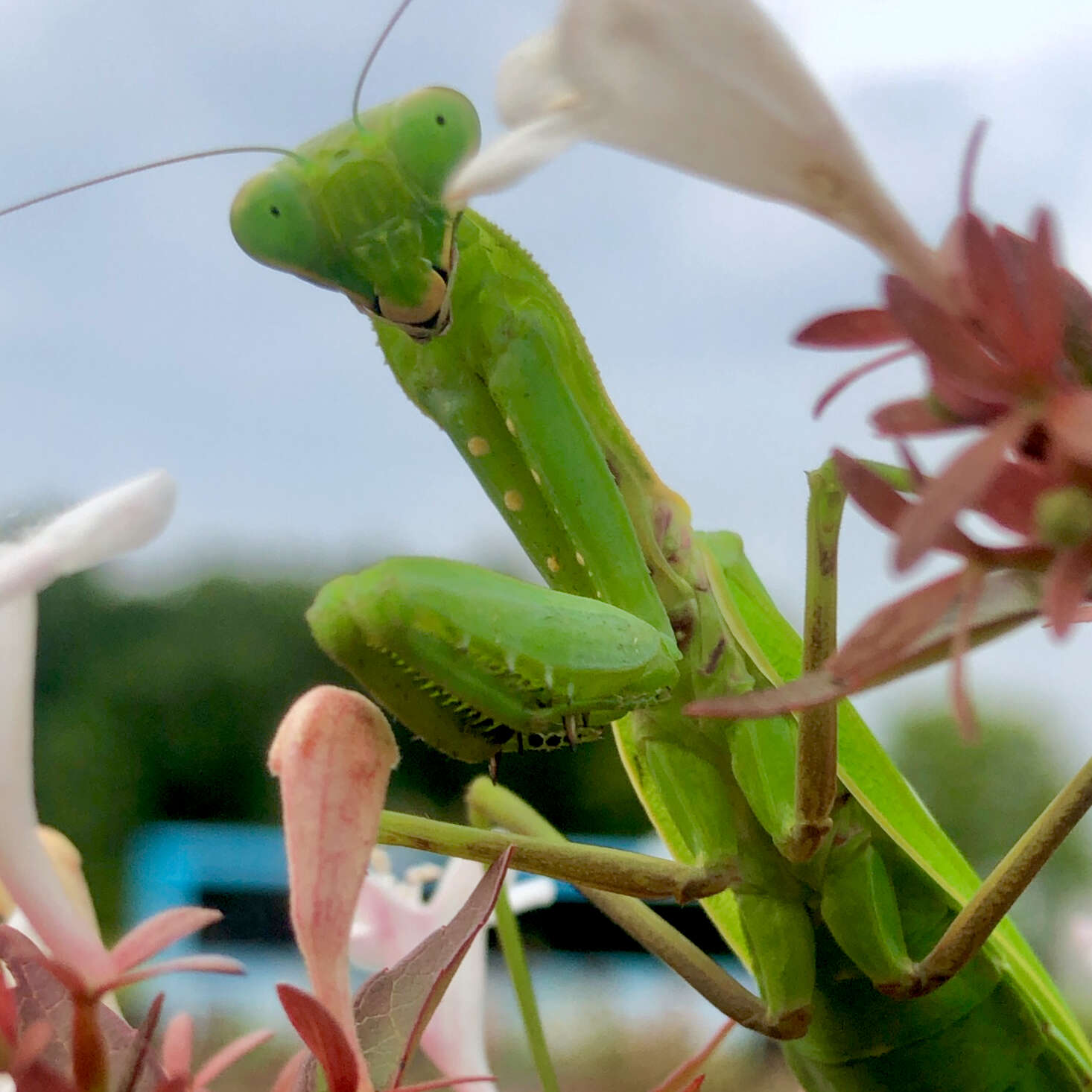 Image of Giant Asian Mantis