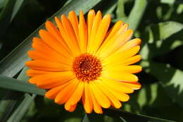 Image of pot marigold