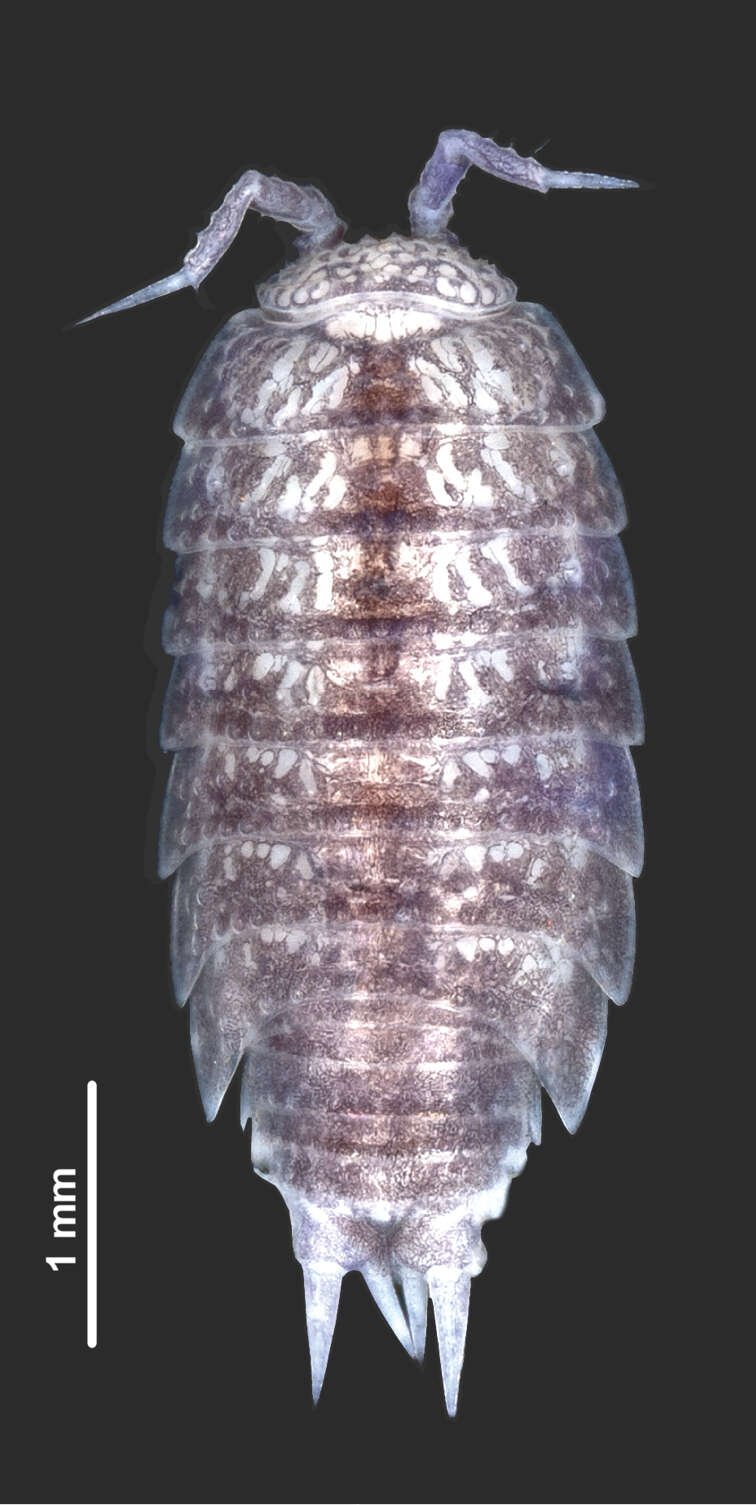 Image of Styloniscidae