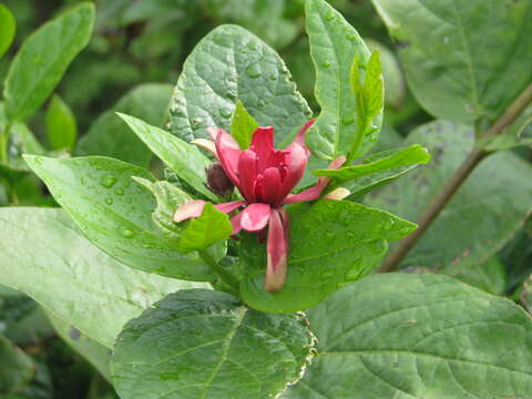 Image de Calycanthus occidentalis Hook. & Arn.