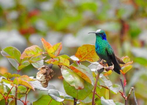 Image of Lesser Violetear