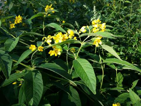 Image of Yellow Loosestrife