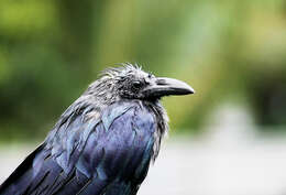 Image of Large-billed Crow