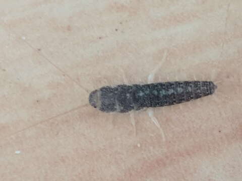 Image of Silverfish