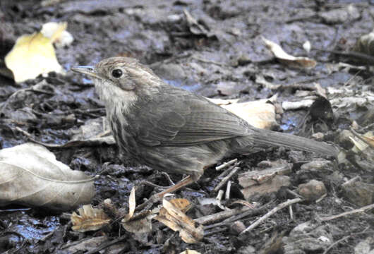 Image of Puff-throated Babbler