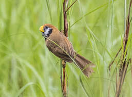 Imagem de Paradoxornis flavirostris Gould 1836