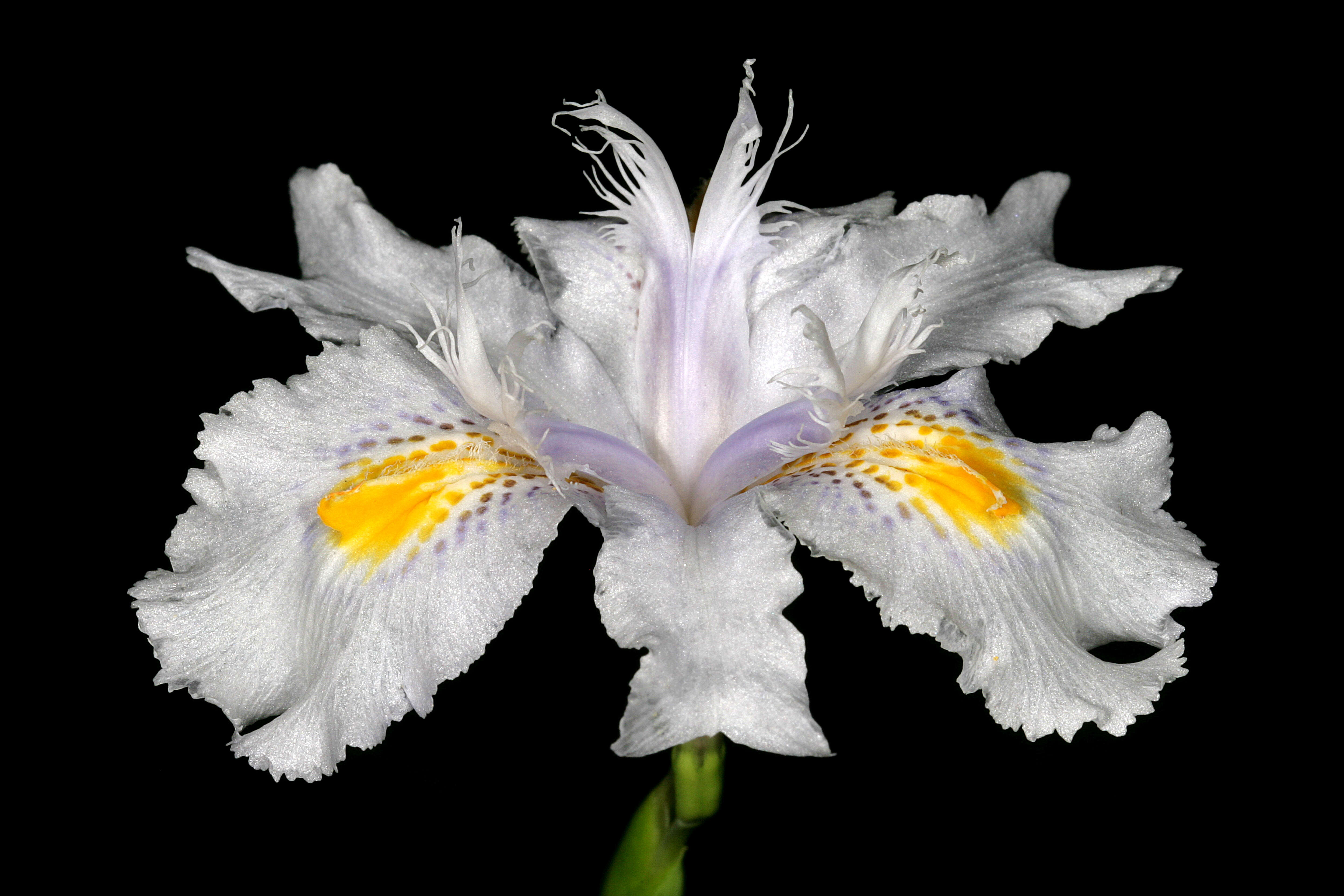 Sivun Iris japonica Thunb. kuva