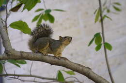 Image of Sciurus subgen. Sciurus Linnaeus 1758