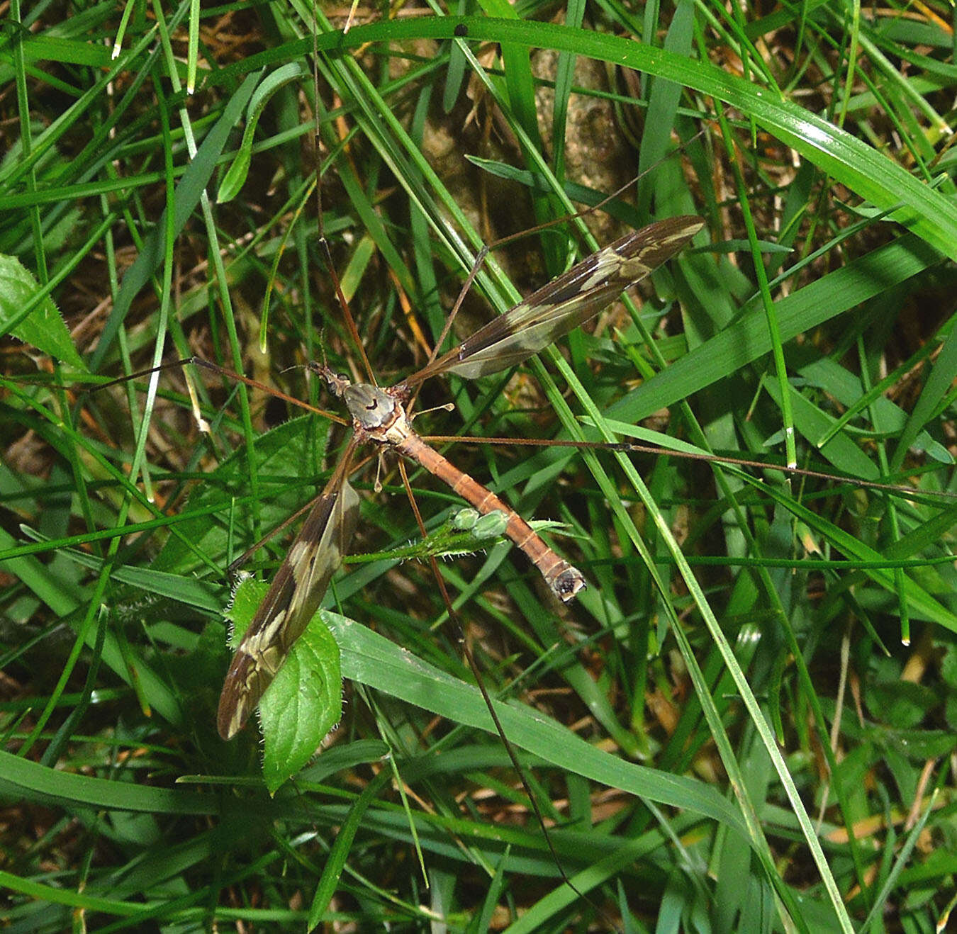 Image of Tipula (Acutipula) maxima Poda 1761