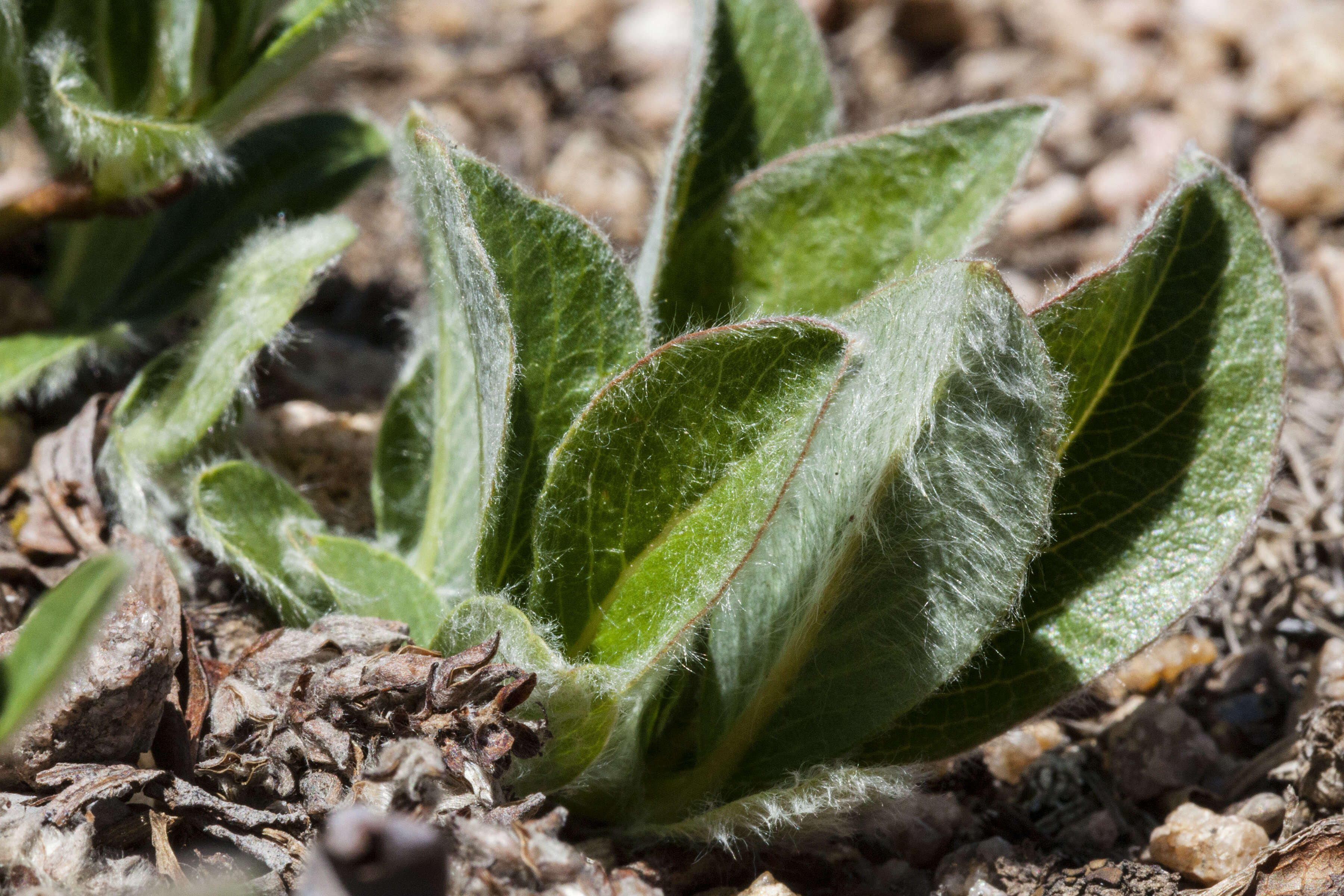 Salix petrophila Rydb. resmi