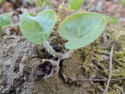 Image of European wild ginger