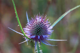 Image of Dipsacus fullonum