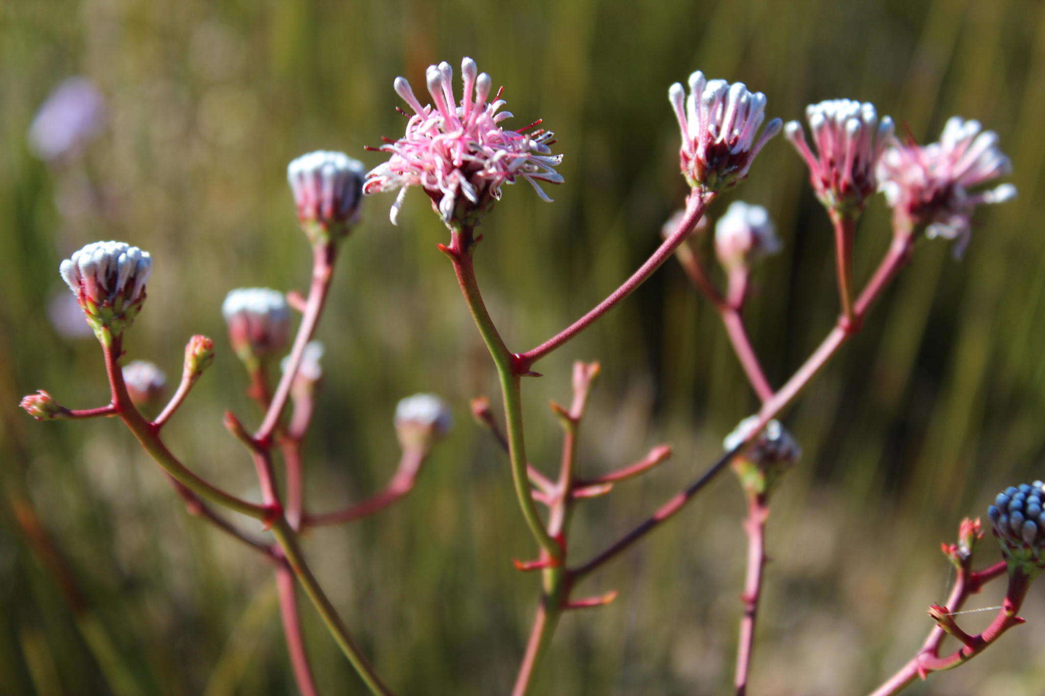 Image of Serruria williamsii J. P. Rourke