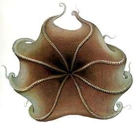 Image of Opisthoteuthis Verrill 1883