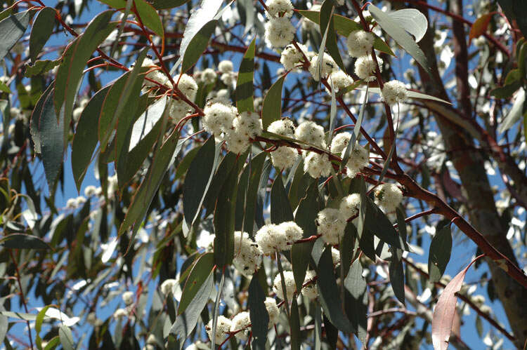 Image of snow gum