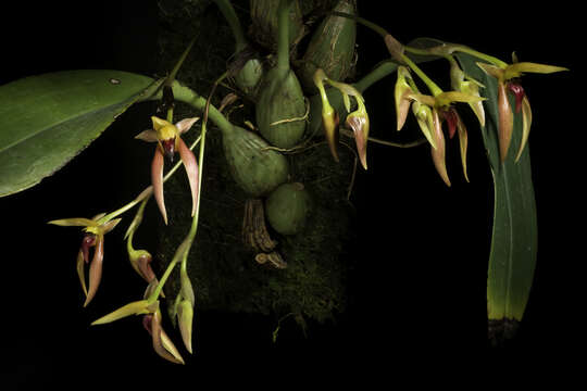 Image of Bulbophyllum basisetum J. J. Sm.
