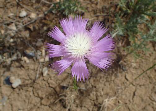 Plancia ëd Amberboa