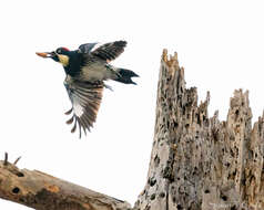 Image of Acorn Woodpecker