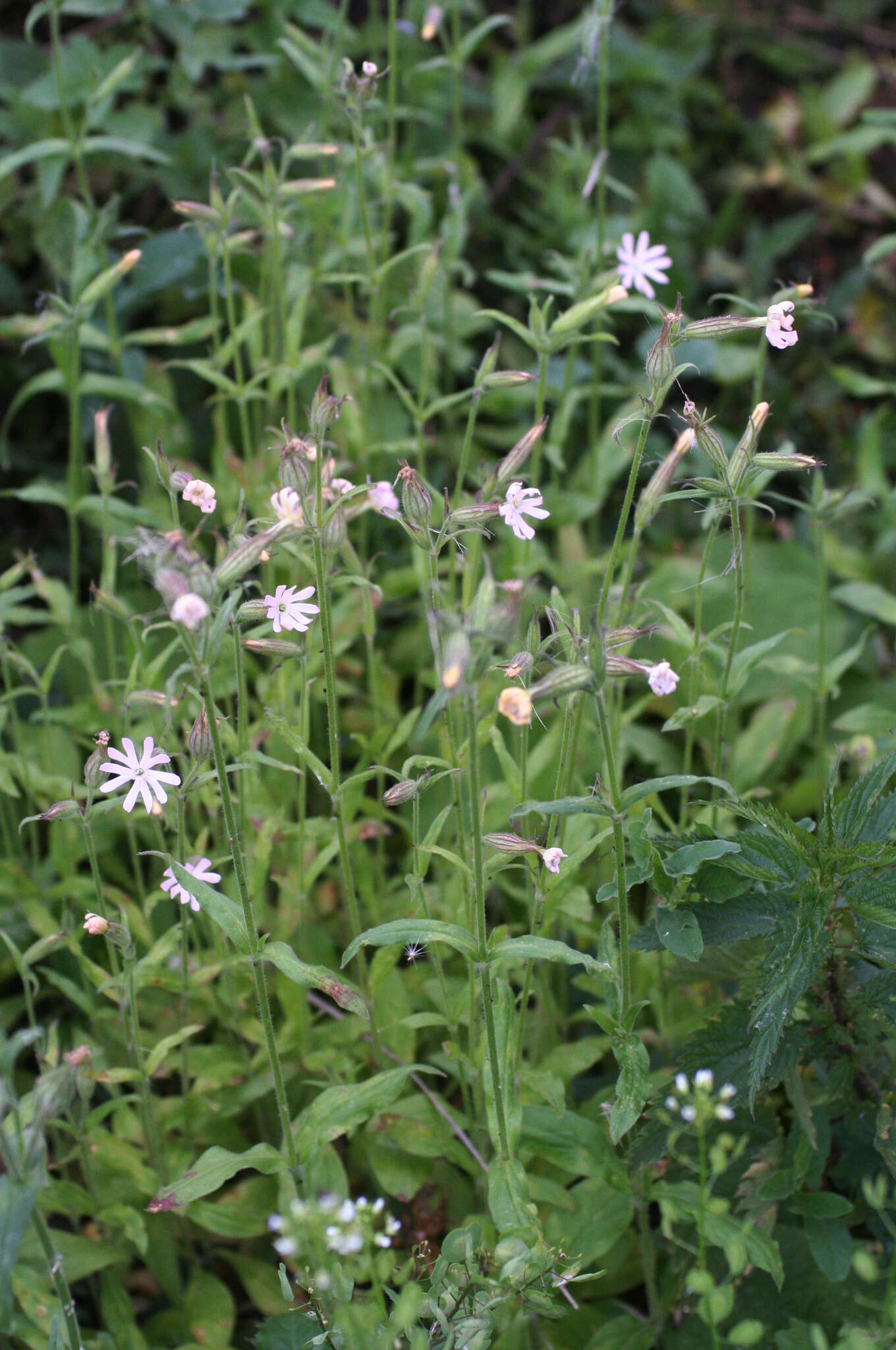 Image of night-flowering campion