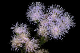 Imagem de Ageratum houstonianum Mill.