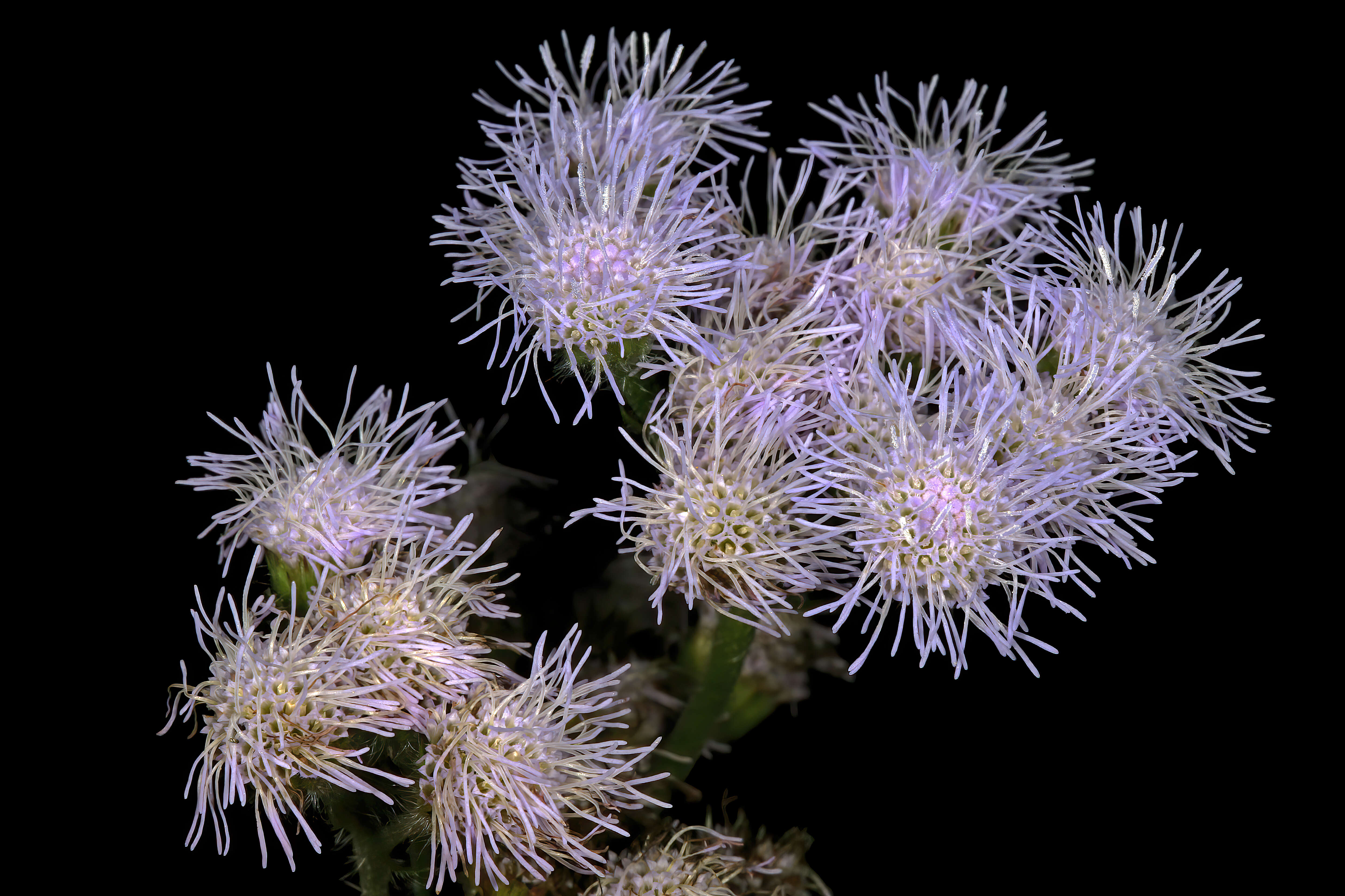 Imagem de Ageratum houstonianum Mill.