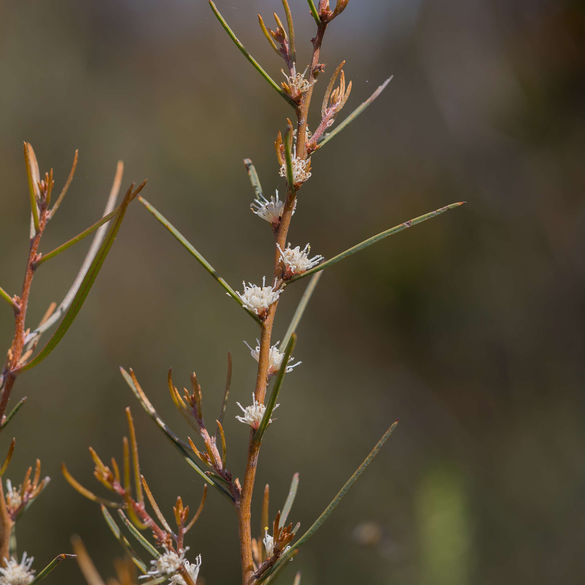 Sivun Hakea carinata F. Müll. ex Meissn. kuva