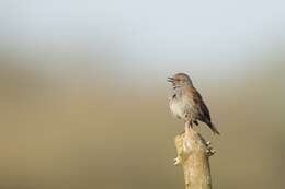 Image of Dunnock