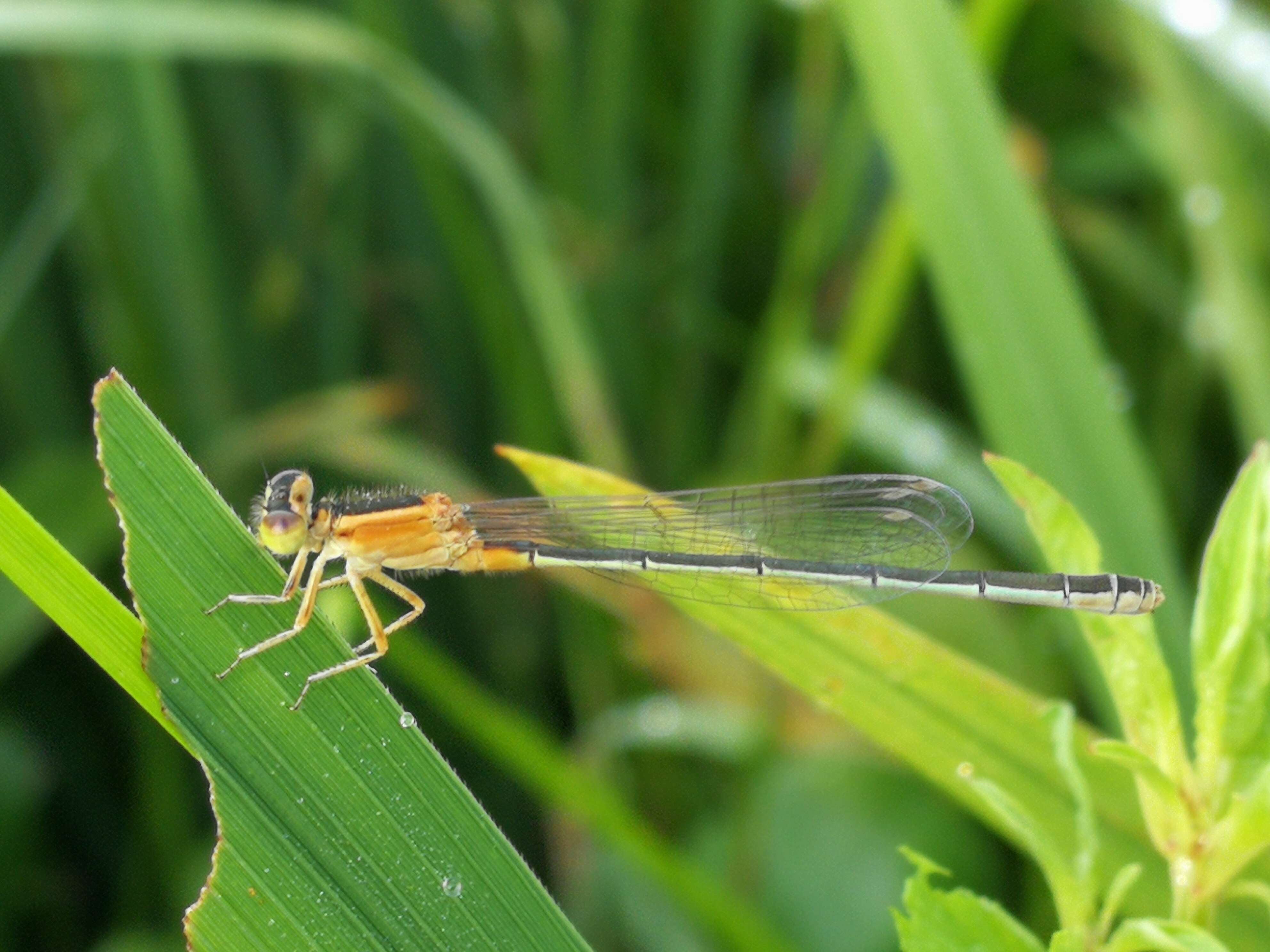 Image of Senegal bluetail