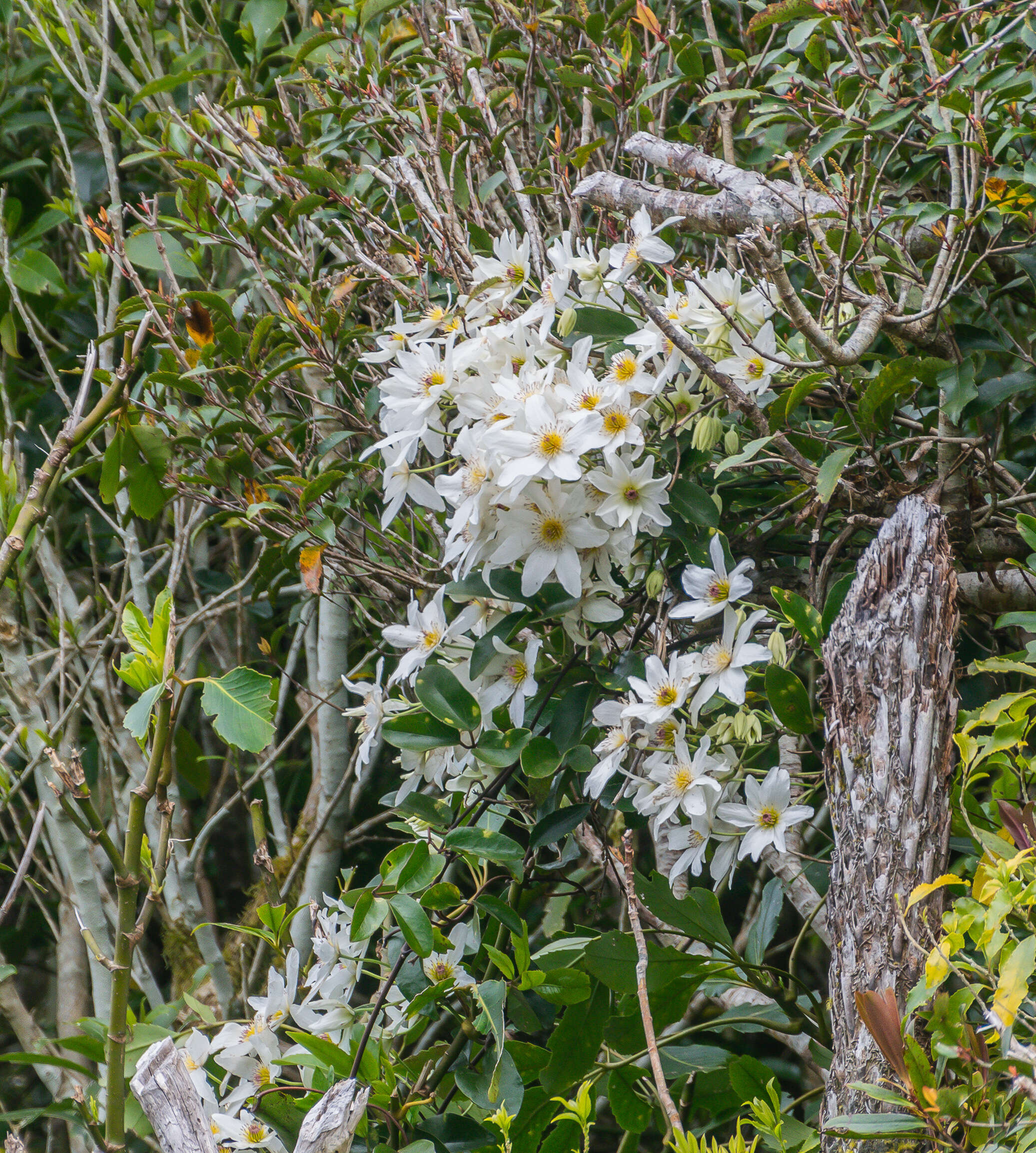 Image of New Zealand clematis