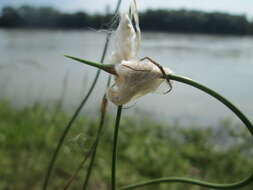 Allium scorodoprasum L.的圖片