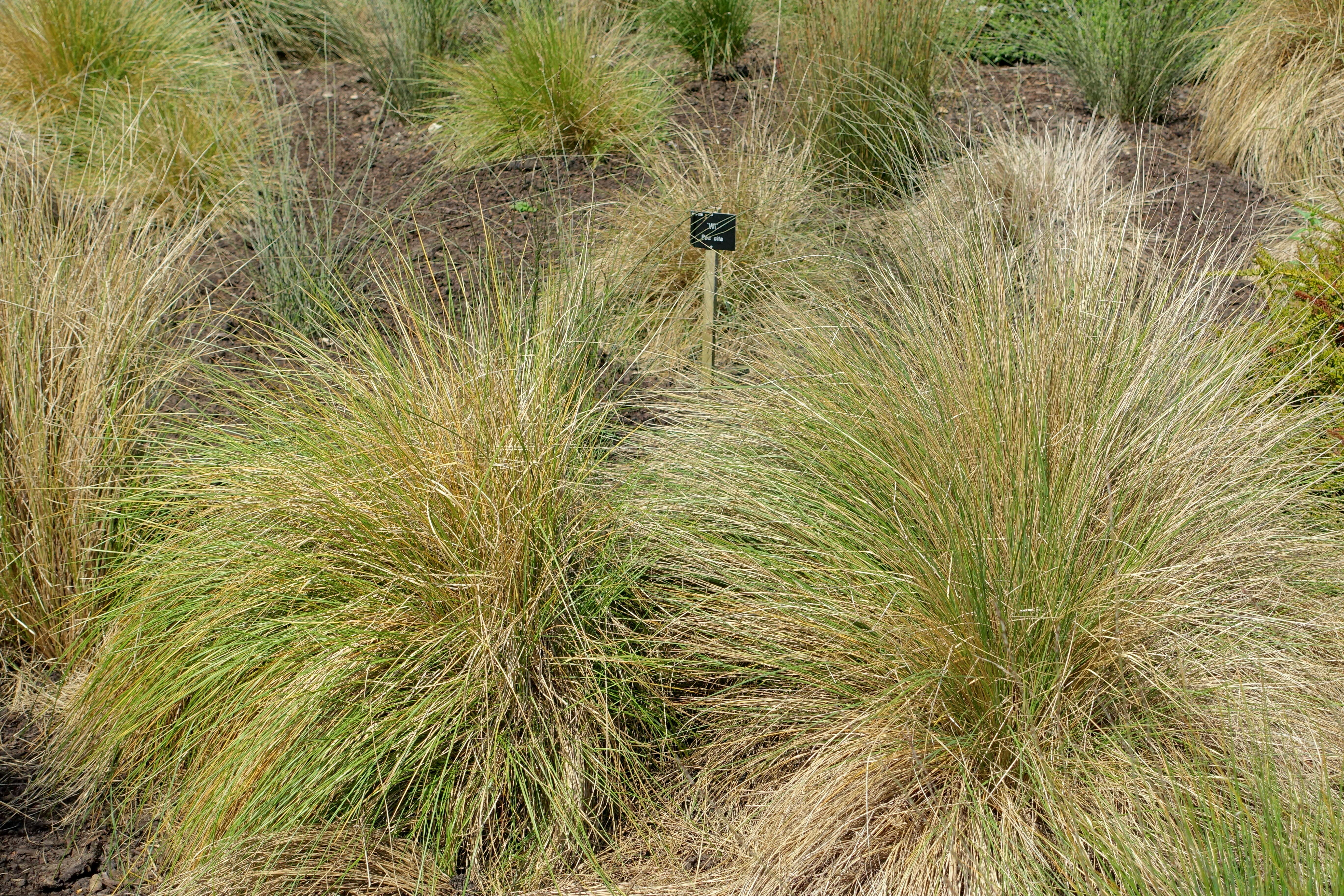 Image of blue tussock