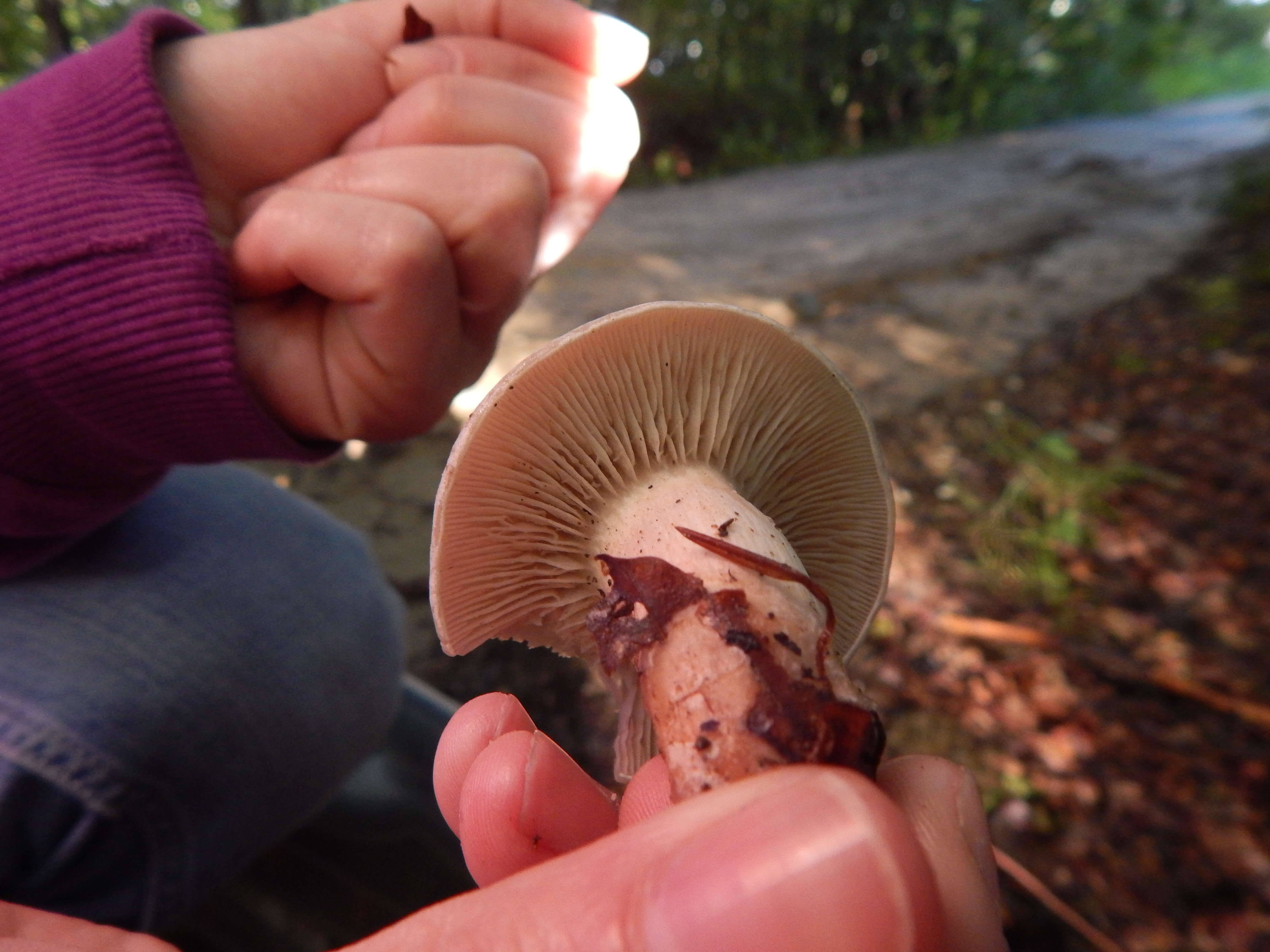 Image of Clitocybe odora (Bull.) P. Kumm. 1871