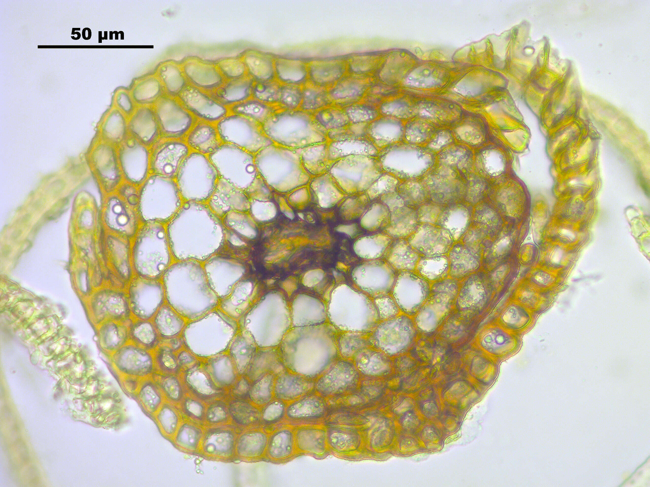 Image of dicranoweisia moss