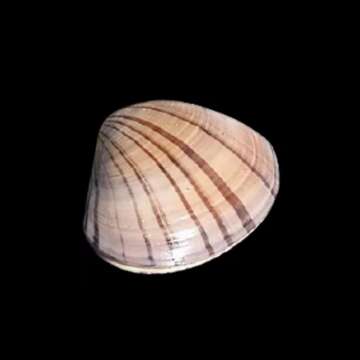 Image of Pismo clam