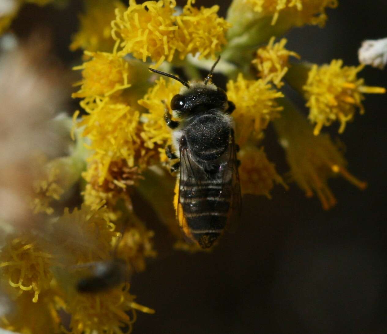 Image of Megachile canariensis Pérez 1902