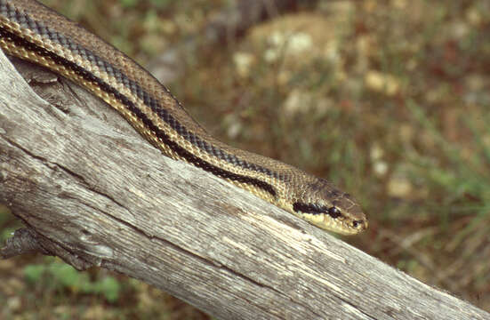 Image of Four-lined Snake