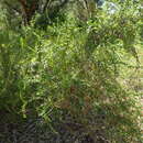 Слика од Eremophila lactea R. J. Chinnock