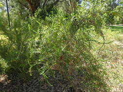 صورة Eremophila lactea R. J. Chinnock