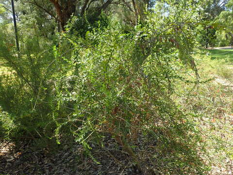 Image of Eremophila lactea R. J. Chinnock