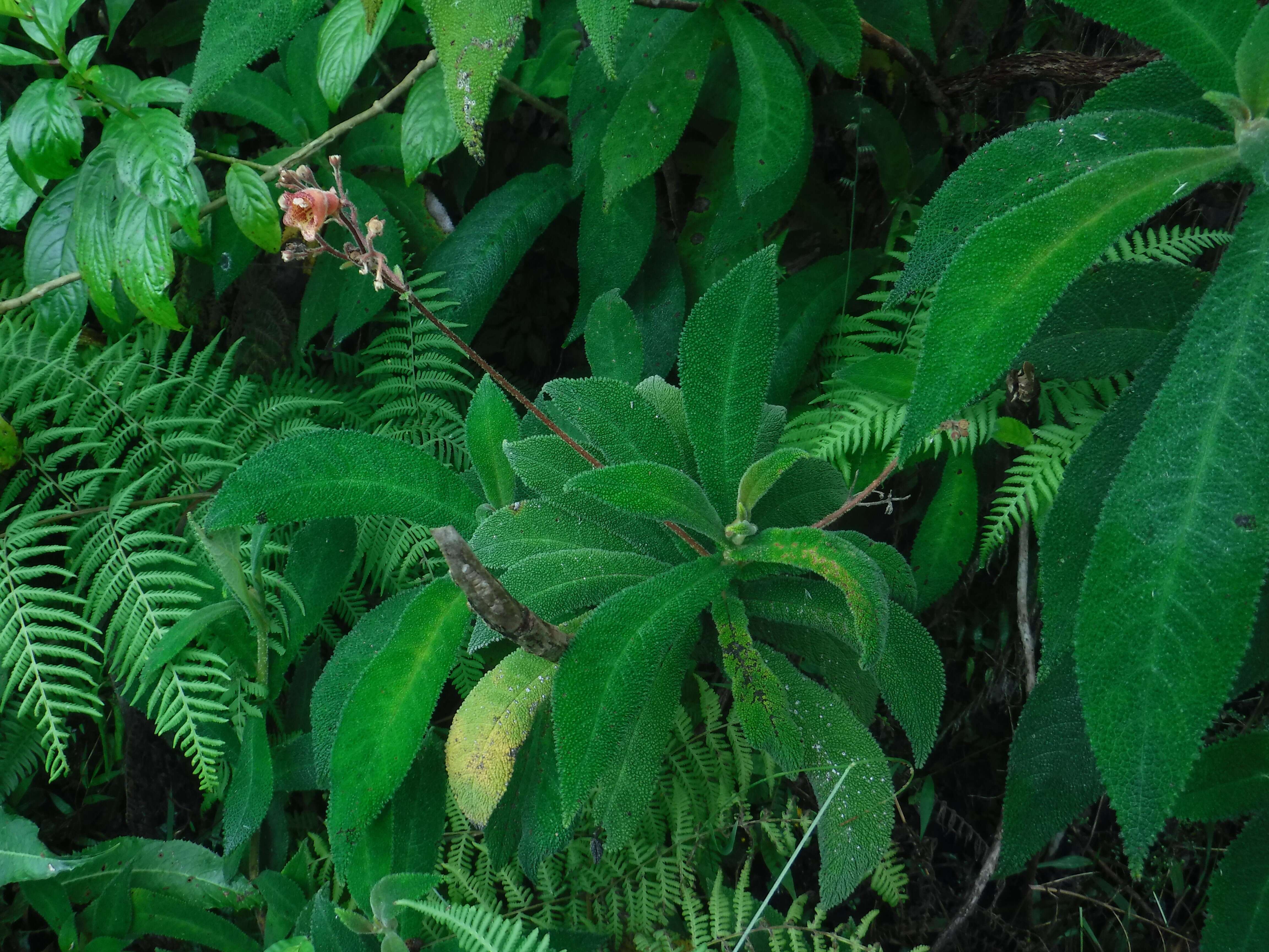 Imagem de Rhytidophyllum auriculatum Hook.