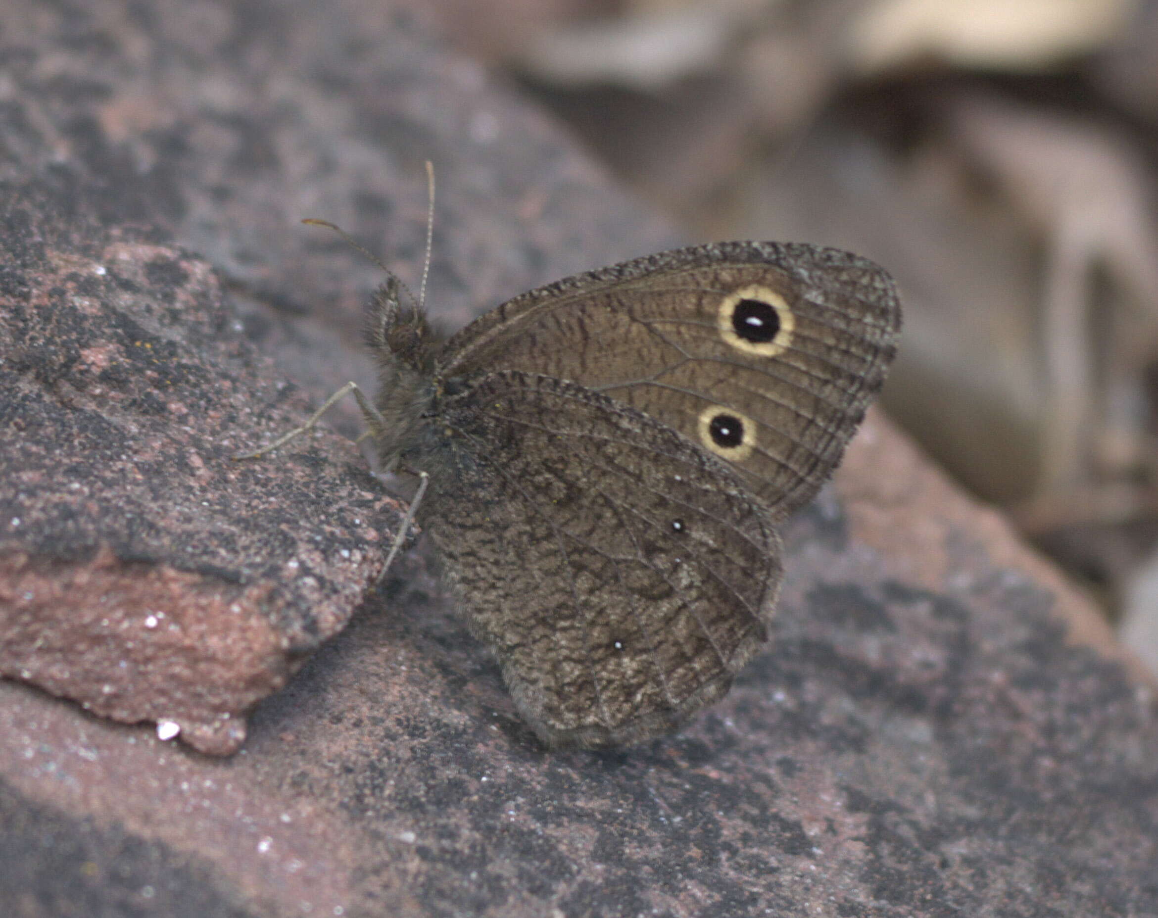 Image of Small Wood Nymph