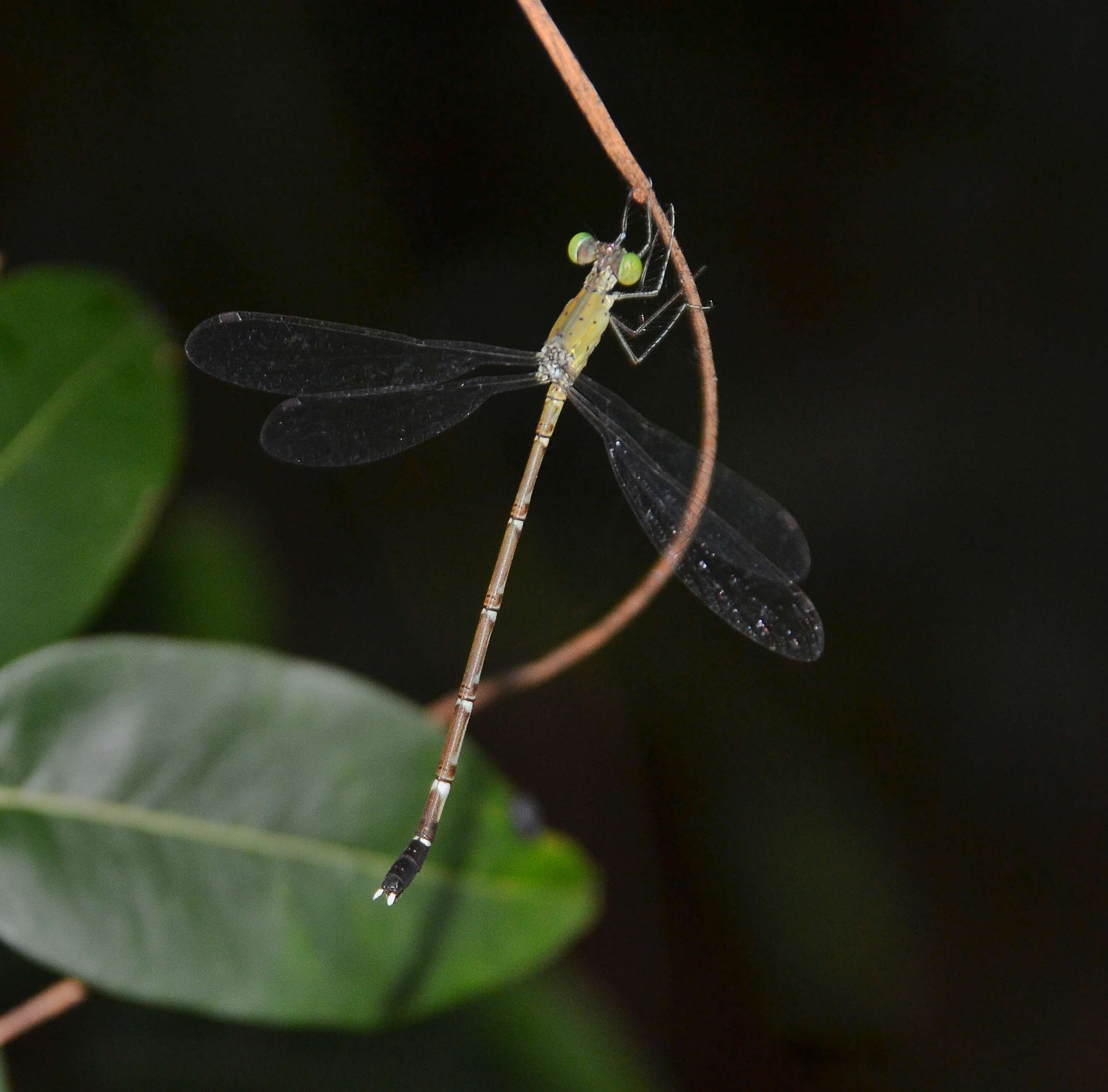 Image of Platylestes kirani